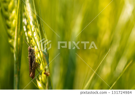 insect on green wheat, close-up, selective focus, defocused background insect on green wheat, close-up, selective focus, defocused background 131724984