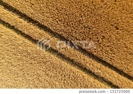 aerial top view of wheat field and tracks from tractor, agricultural texture, wheat farm from above 131725000