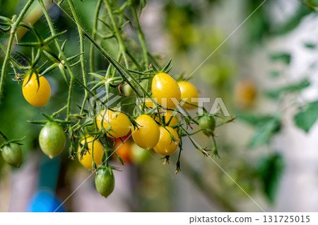 bunches of ripe tomatoes in a greenhouse, tomatoes ripen on a branch in the hothouse, closeup 131725015