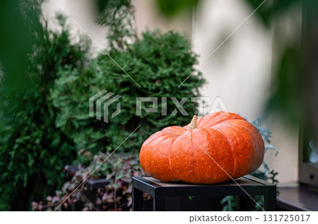 orange big pumpkin on a wooden table on the terrace, Halloween holiday decoration concept orange big pumpkin on a wooden table on the terrace, Halloween holiday decoration concept 131725017