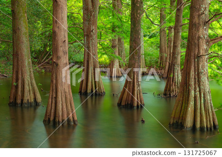 Bald cypress in the forest of Sasaguri Kyushu University 131725067