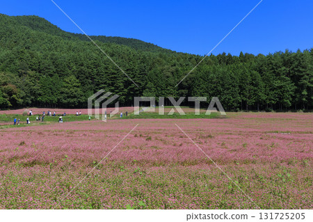 A spectacular view of the red buckwheat fields in Minowa Town, Nagano Prefecture, surrounded by blue skies and green forests 131725205