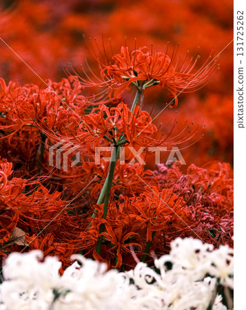 Cluster amaryllis Cluster amaryllis 131725262