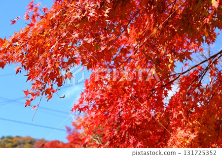 A field of autumn leaves dyed red A field of autumn leaves dyed red 131725352