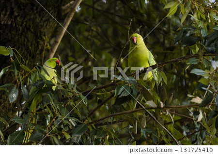 Green parrot couple perching on the tree 131725410