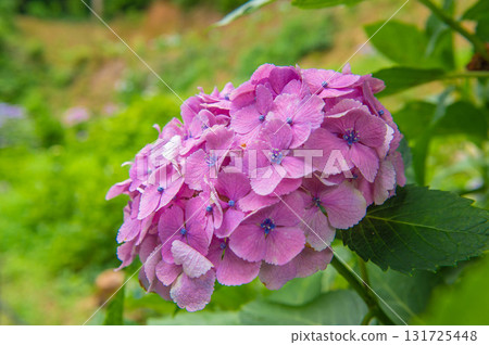 Hydrangea Festival at Senkoji Temple (Kurume City) 131725448