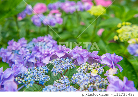 Hydrangea Festival at Senkoji Temple (Kurume City) 131725452