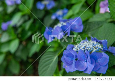 千光寺繡球花節（久留米市） 131725454