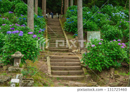 Hydrangea Festival at Senkoji Temple (Kurume City) Hydrangea Festival at Senkoji Temple (Kurume City) 131725460