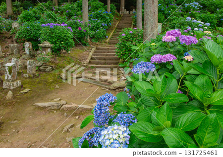 千光寺繡球花節(久留米市) 千光寺繡球花節(久留米市) 131725461