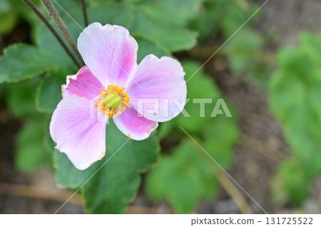 Anemone daisy (Ranunculaceae) Anemone genus 131725522