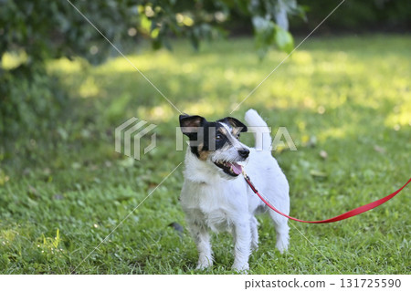 微笑傑克羅素梗犬散步 微笑傑克羅素梗犬散步 131725590