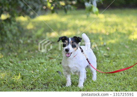 微笑傑克羅素梗犬散步 微笑傑克羅素梗犬散步 131725591