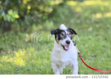 微笑傑克羅素梗犬散步 微笑傑克羅素梗犬散步 131725592