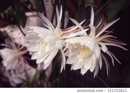 夜來香盛開的夜晚 131725621