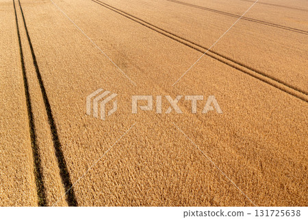 aerial top view of wheat field and tracks from tractor, agricultural texture, wheat farm from above 131725638