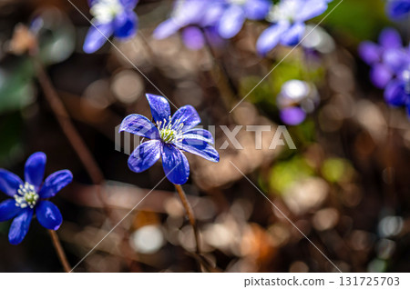 Anemonoides blanda, syn. Anemone blanda, the Balkan anemone, windflower, close up, selective focus 131725703