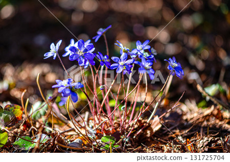 Anemonoides blanda, syn. Anemone blanda, the Balkan anemone, windflower, close up, selective focus Anemonoides blanda, syn. Anemone blanda, the Balkan anemone, windflower, close up, selective focus 131725704