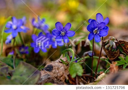 Anemonoides blanda, syn. Anemone blanda, the Balkan anemone, windflower, close up, selective focus 131725706