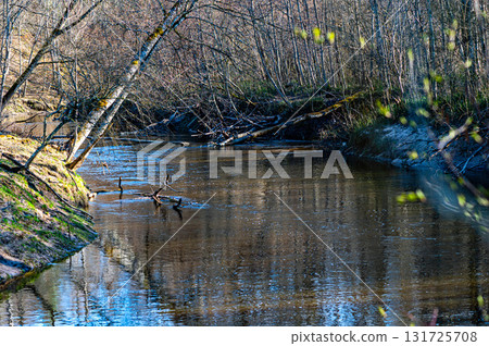 rapid river Berze near Dobele in early spring after snowmelt, Latvia 131725708