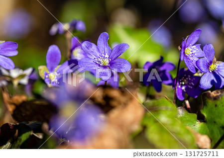 Anemonoides blanda, syn. Anemone blanda, the Balkan anemone, windflower, close up, selective focus Anemonoides blanda, syn. Anemone blanda, the Balkan anemone, windflower, close up, selective focus 131725711