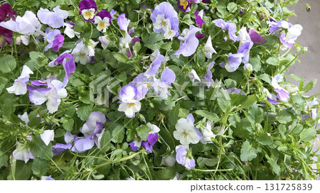 Close-up of blooming pansies in purple and white tones with green leaves. The flowers are vibrant and fresh, captured in an outdoor garden setting. 131725839