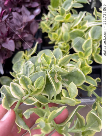 Close-up shot of variegated green leaves held by a hand in a plant nursery. Purple foliage is visible in the background under natural light. Close-up shot of variegated green leaves held by a hand in a plant nursery. Purple foliage is visible in the background under natural light. 131725869