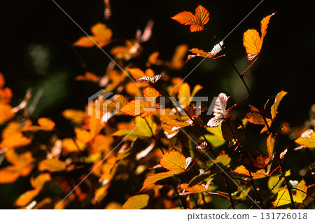 野玫瑰在秋日的陽光下閃閃發光 131726018