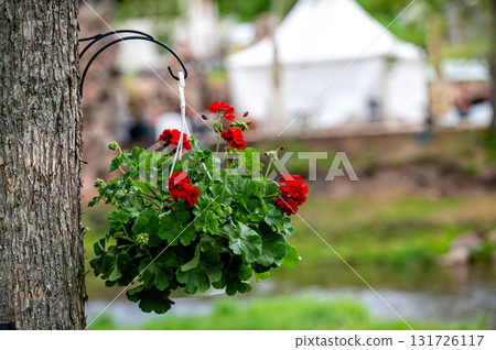 blooming red pansies in a flowerpot near a tree on a bokeh background with copy space, close-up blooming red pansies in a flowerpot near a tree on a bokeh background with copy space, close-up 131726117