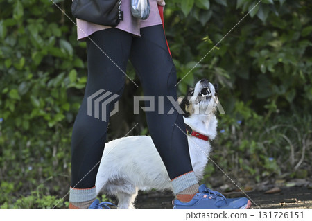 A woman walking with her dog, Jack Russell Terrier 131726151