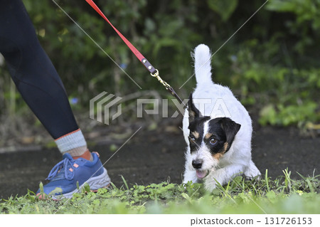 A woman walking with her dog, Jack Russell Terrier A woman walking with her dog, Jack Russell Terrier 131726153