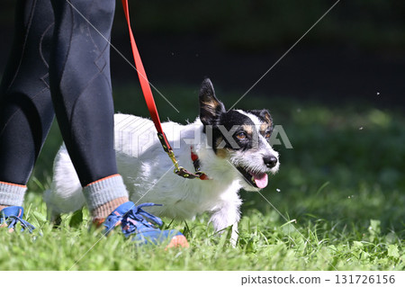 A woman walking with her dog, Jack Russell Terrier 131726156
