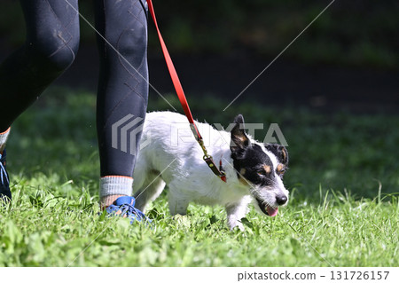 A woman walking with her dog, Jack Russell Terrier 131726157