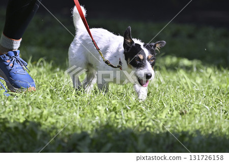 A woman walking with her dog, Jack Russell Terrier A woman walking with her dog, Jack Russell Terrier 131726158