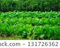 The green plantation of Chinese cabbage, Chinese cabbage, used as food 131726362