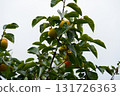 Persimmon tree with Ripe orange persimmons fruit in autumn garden in Korea 131726363
