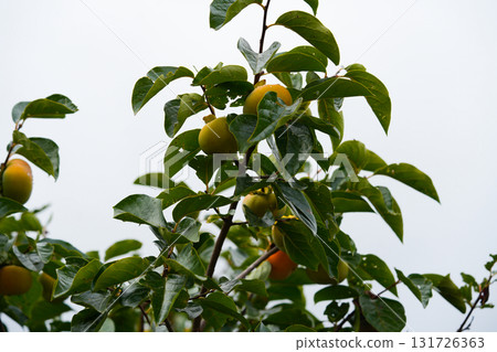 Persimmon tree with Ripe orange persimmons fruit in autumn garden in Korea 131726363