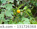 Persimmon tree with Ripe orange persimmons fruit in autumn garden in Korea 131726368