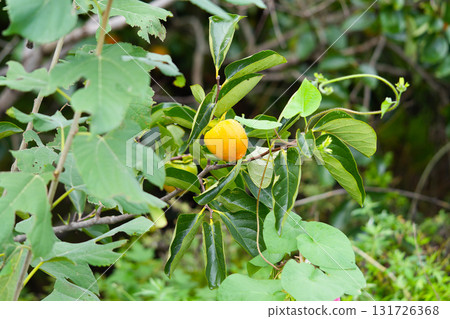 Persimmon tree with Ripe orange persimmons fruit in autumn garden in Korea 131726368
