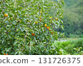Persimmon tree with Ripe orange persimmons fruit in autumn garden in Korea 131726375