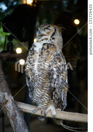 貓頭鷹 森林 賢者 鳥 夜行性 偽裝 131726420