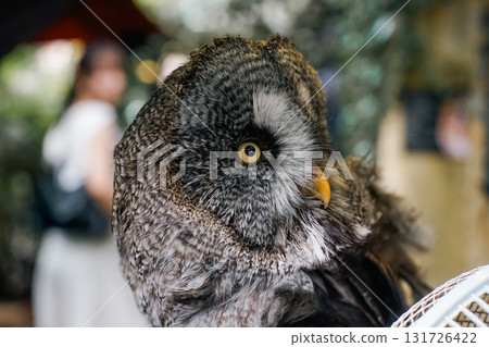貓頭鷹 森林 賢者 鳥 夜行性 偽裝 131726422