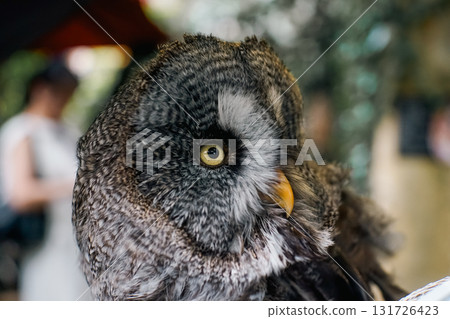 貓頭鷹 森林 賢者 鳥 夜行性 偽裝 131726423