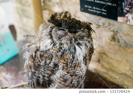 貓頭鷹 森林 賢者 鳥 夜行性 偽裝 131726424