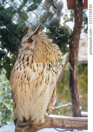 貓頭鷹 森林 賢者 鳥 夜行性 偽裝 貓頭鷹 森林 賢者 鳥 夜行性 偽裝 131726430