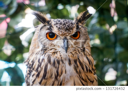 貓頭鷹 森林 賢者 鳥 夜行性 偽裝 131726432