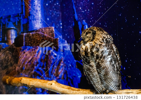 貓頭鷹 森林 賢者 鳥 夜行性 偽裝 131726438