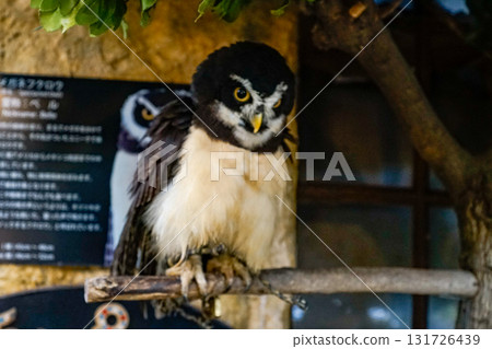 貓頭鷹 森林 賢者 鳥 夜行性 偽裝 131726439