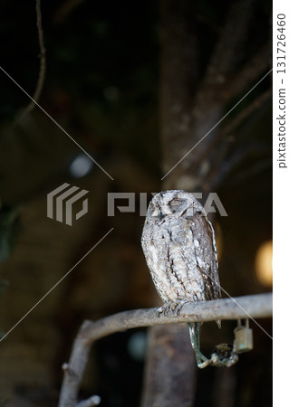 貓頭鷹 森林 賢者 鳥 夜行性 偽裝 貓頭鷹 森林 賢者 鳥 夜行性 偽裝 131726460