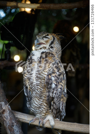 貓頭鷹 森林 賢者 鳥 夜行性 偽裝 131726466